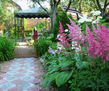 Astilbe în fotografii de proiectare peisaj (Astilbe) Astilbe în peisaj de design fotografie