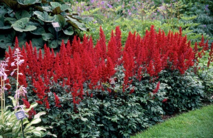 Astilbe în fotografii de proiectare peisaj (Design) Astilbe în peisaj de design fotografie