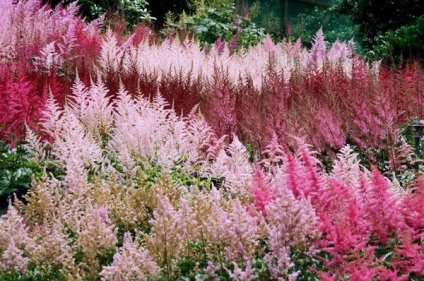 Astilbe în grădina peisaj de design fotografie (peisaj) Astilbe în peisaj fotografii grădină design