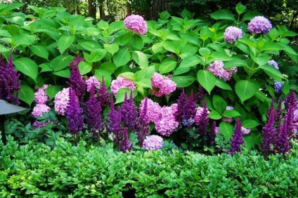 Astilbe în fotografii grădină design peisagistic (Astilbe) Astilbe în peisaj fotografii grădină design