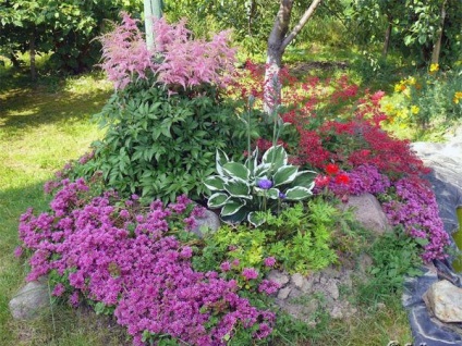 Astilbe în grădina peisaj de design fotografie (peisaj) Astilbe în peisaj fotografii grădină design