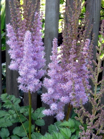 Astilbe în fotografii grădină design peisagistic (Astilbe) Astilbe în peisaj fotografii grădină design