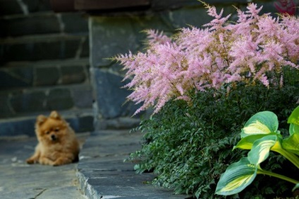 Astilbe în grădina peisaj de design fotografie (peisaj) Astilbe în peisaj fotografii grădină design