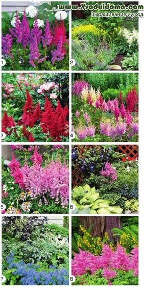 gradina Astilbe de flori (foto) - soiuri, plantare și compatibilitatea cu alte culori, site-ul de grădină, și cabana (dacha Decorați: designul site-ului) gradina Astilbe de flori (foto) - soiuri, plantare și compatibilitatea cu alte culori, site-ul de grădină, și cabana