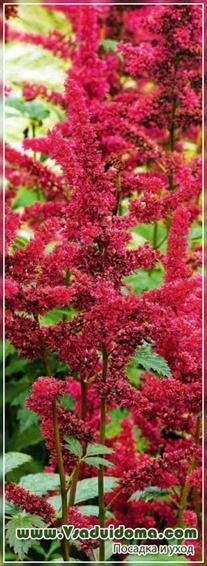 gradina Astilbe de flori (foto) - soiuri, plantare și compatibilitatea cu alte culori, site-ul de grădină, cabana și (flori) gradina Astilbe de flori (foto) - soiuri, plantare și compatibilitatea cu alte culori, site-ul de grădină, și cabana