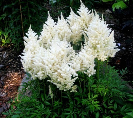 Astilbe în fotografii de proiectare de grădină și caracteristicile de formare de paturi de flori (Astilbe) Astilbe în fotografii de proiectare grădină și caracteristicile de formare de paturi de flori