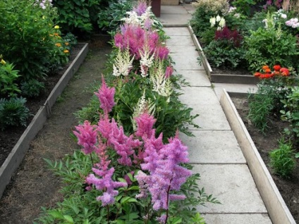 Astilbe în fotografii de proiectare de grădină și caracteristicile de formare de paturi de flori (gradina) Astilbe în fotografii de proiectare grădină și caracteristicile de formare de paturi de flori