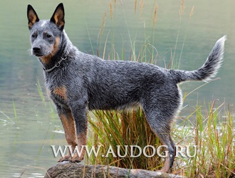 Australian Shepherd și similare rase cu imagini - ciobani rasa caini - stana (Border Collie) Australian Shepherd și similare rase cu imagini - ciobani rasa caini - stana