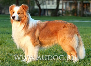 Australian Shepherd și similare rase cu imagini - ciobani rasa caini - Bovine Dog (Pyrenean Shepherd) Australian Shepherd și similare rase cu imagini - ciobani rasa caini - stana