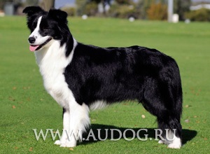 Australian Shepherd și similare rase cu imagini - ciobani rasa caini - caine ciobanesc (similar) Australian Shepherd și similare rase cu imagini - ciobani rasa caini - stana