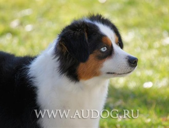 Australian Shepherd și similare rase cu imagini - ciobani rasa caini - caine ciobanesc (Collie) Australian Shepherd și similare rase cu imagini - ciobani rasa caini - stana