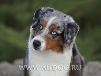 Australian Shepherd și similare rase cu imagini - ciobani rasa caini - Bovine Dog (Ciobanescul Australian) Australian Shepherd și similare rase cu imagini - ciobani rasa caini - stana
