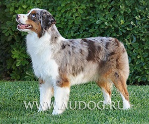 Australian Shepherd și similare rase cu imagini - ciobani rasa caini - caine ciobanesc (coolies) Australian Shepherd și similare rase cu imagini - ciobani rasa caini - stana