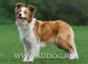 Australian Shepherd și similare rase cu imagini - ciobani rasa caini - Bovine Dog (Ciobanescul Australian) Australian Shepherd și similare rase cu imagini - ciobani rasa caini - stana