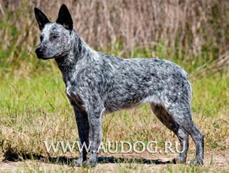 Australian Shepherd și similare rase cu imagini - ciobani rasa caini - caine ciobanesc (rasa) Australian Shepherd și similare rase cu imagini - ciobani rasa caini - stana