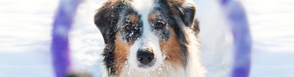 Australian Shepherd și similare rase cu imagini - ciobani rasa caini - caine ciobanesc (Leonskaya Kare) Australian Shepherd și similare rase cu imagini - ciobani rasa caini - stana