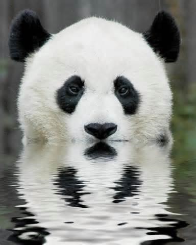 Știi unde panda (panda) trăiesc Știi unde viața panda