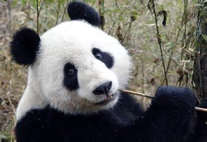 Știi unde panda (panda) trăiesc Știi unde viața panda