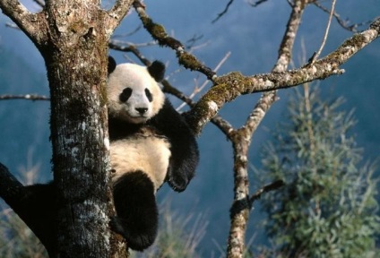 Știi unde panda (trăiesc) trăiesc Știi unde viața panda