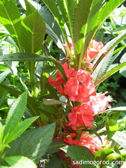 Impatiens Camellia (Camellia Impatiens curte) Camellia Impatiens