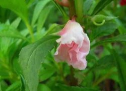cultivarea Camellia Impatiens semințelor, plantarea și întreținerea (plantare) cultivarea Camellia Impatiens semințelor, plantare și îngrijire