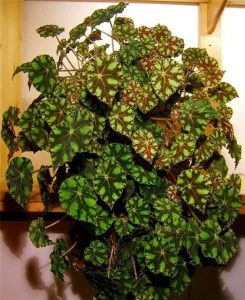 Begonia pe Feng Shui (Begonia) Begonia pe Feng Shui