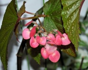 Begonia pe Feng Shui (Begonia) Begonia pe Feng Shui