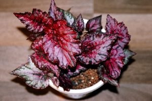 Begonia pe Feng Shui (Begonia) Begonia pe Feng Shui