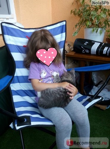 pisici de rasa si Metis - „fără o pisică, iar viața nu este (pisica) pisici de rasa si Metis - „fără o pisică și nu viața