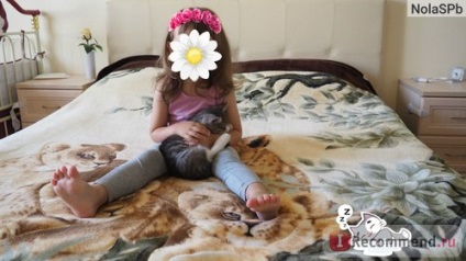 pisici de rasa si Metis - „fără o pisică și nu genul de viață (corcitură) pisici de rasa si Metis - „fără o pisică și nu viața