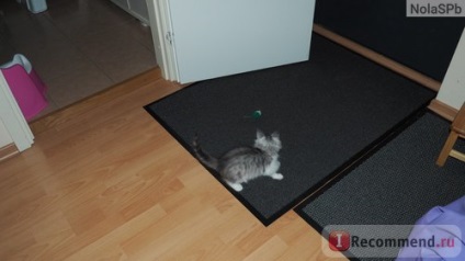 pisici de rasa si Metis - „fără o pisică și nu genul de viață (viață) pisici de rasa si Metis - „fără o pisică și nu viața