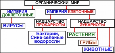 Taxonomia biologică (titlul subfamilia format) sistematicii biologice