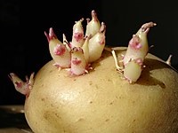Biologie (Grad 6) (înmulțire vegetativă a plantelor) Biologie (clasa 6)