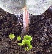 Biologie (Grad 6) (înmulțire vegetativă a plantelor) Biologie (clasa 6)