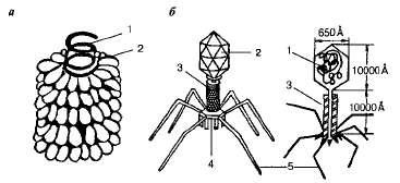 Biologie ca știință (2) - abstract, pagina 2 (virusurile) Biologie ca știință (2) - abstract, pagina 2