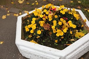 Amenajare a teritoriului șantierului modul de a face zona din jurul unei case confortabilă, o proprietate rezonabil (teritoriu) Amenajare a teritoriului șantierului modul de a face zona din jurul casei confortabil proprietate, rezonabil
