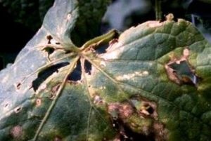 Boli de castravete în seră și fotografiile lor de tratament, sfaturi utile (boala) Boli de castravete în seră și fotografii de tratament, sfaturi utile lor