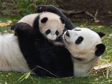 Panda gigant - Spotted Bear (mare) Panda gigant - Spotted Bear