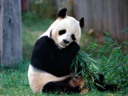 Panda gigant - ursi țipătoare (panda) Panda gigant - Spotted Bear