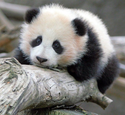 Panda gigant - Spotted Bear (mare) Panda gigant - Spotted Bear