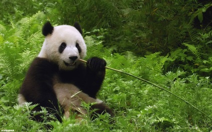 Panda gigant - Spotted Bear (mare) Panda gigant - Spotted Bear