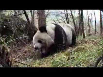 Panda gigant - Spotted Bear (Ursul) Panda gigant - Spotted Bear