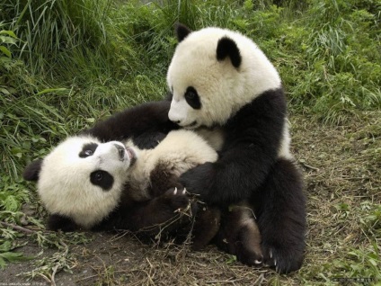 Panda gigant - ursi țipătoare (panda) Panda gigant - Spotted Bear