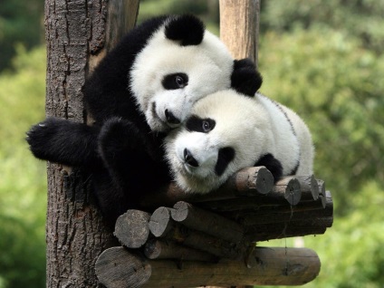 Panda gigant - ursi țipătoare (panda) Panda gigant - Spotted Bear