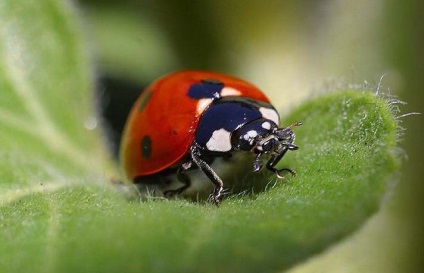 Buburuze și rolul lor în natură (natura) Buburuze și rolul lor în natură