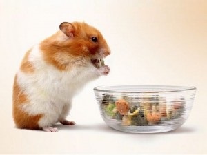 Hamsterul furaje