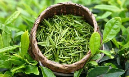 Utile decât ceai verde pentru bărbați, proprietățile sale (beneficiile aduse de ceai verde bărbați rău verde) Utile decât ceai verde pentru bărbați, proprietățile sale