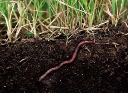 Viermii de ajutor (va ajuta la săraci) Cele mai utile viermi
