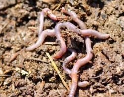 Viermii utile (practici agricole ameliorând) Cele mai utile viermi