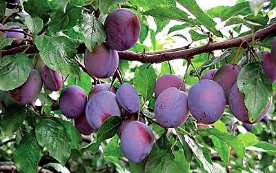 Utilitatea fruct de prune 1000 secrete (fructe) Cât de util fructe prune 1000 secrete
